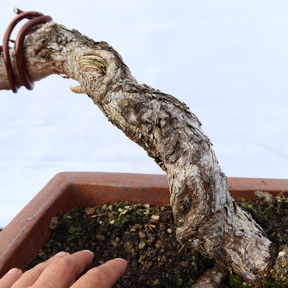 Pinus sylvestris Spagna - pino silvestre