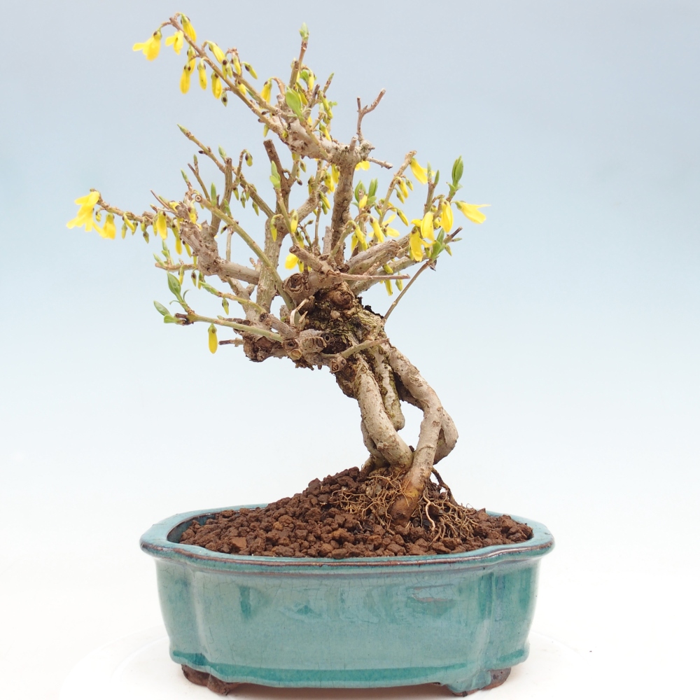 Bonsai da esterno - Zlatice - Forsythia koreana