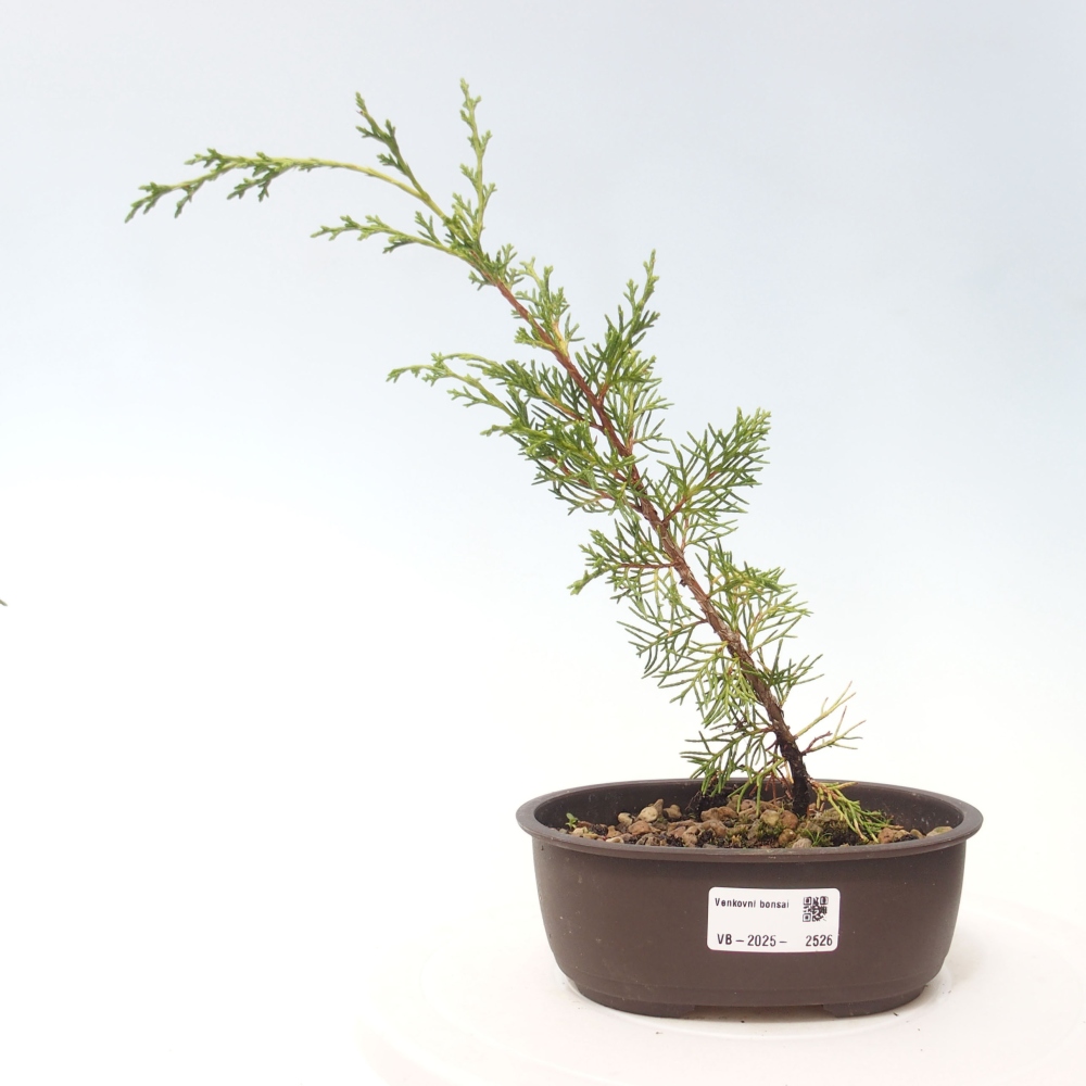 Bonsai da esterno - Juniperus chinensis Itoigawa