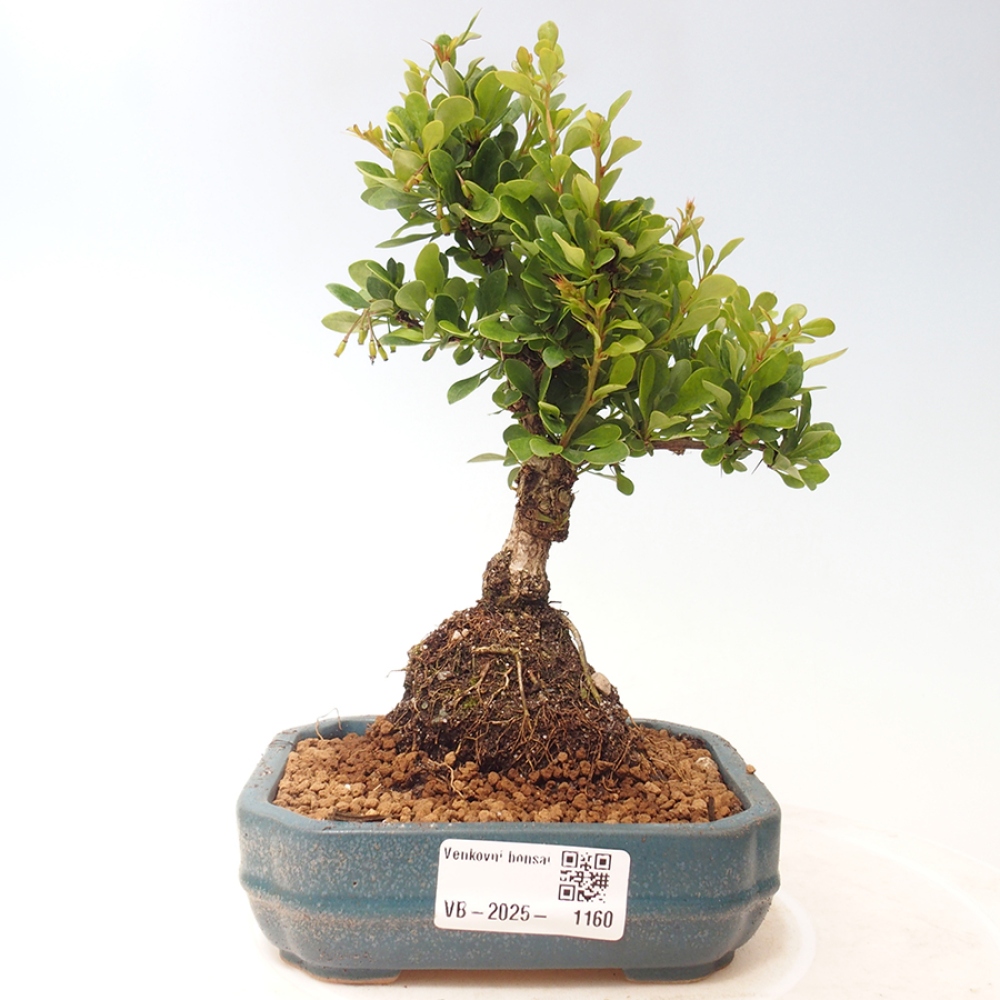 Bonsai da esterno - Berberis thunbergii - Woodruff
