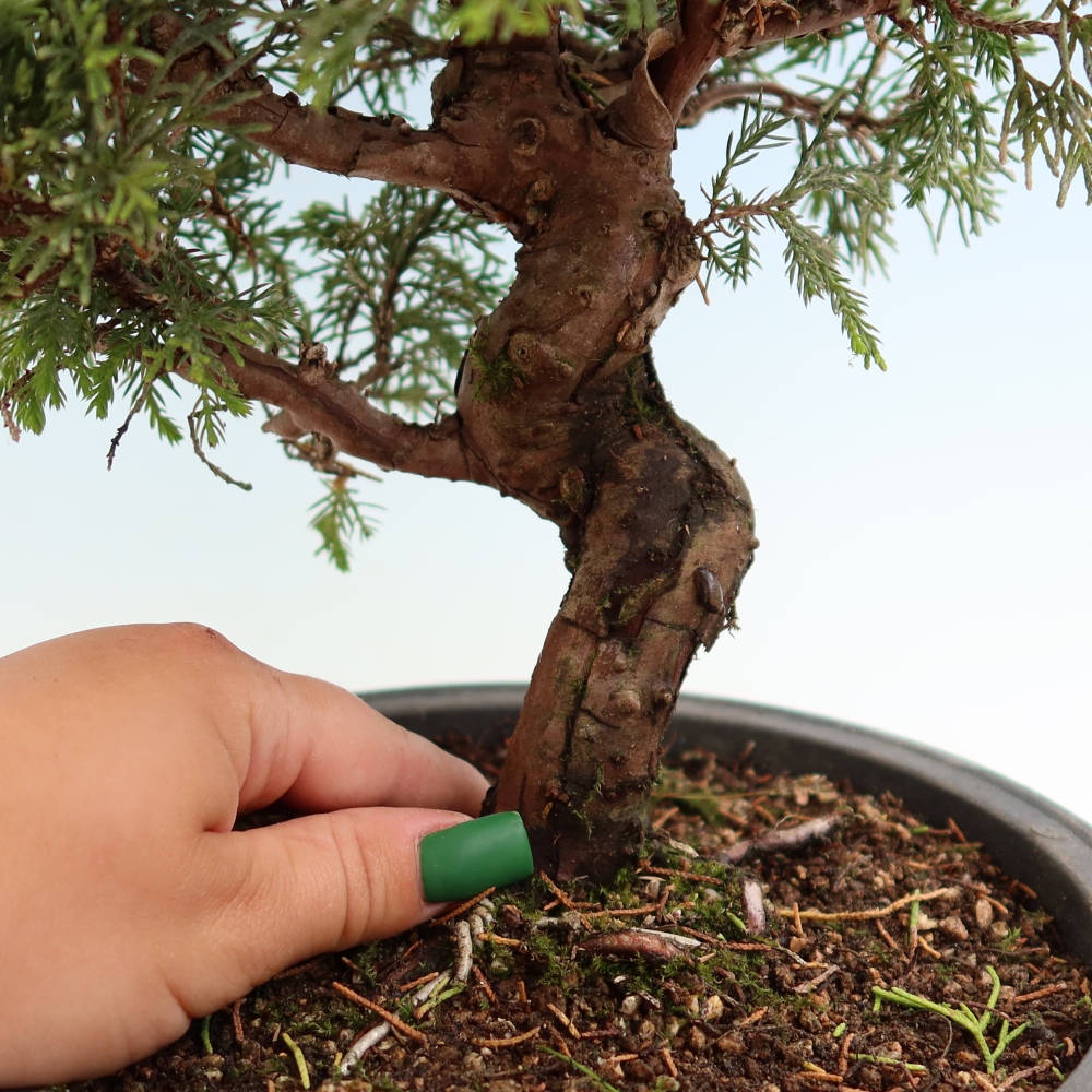 Bonsai da esterno - Juniperus chinensis Itoigawa-Juniperus chinensis
