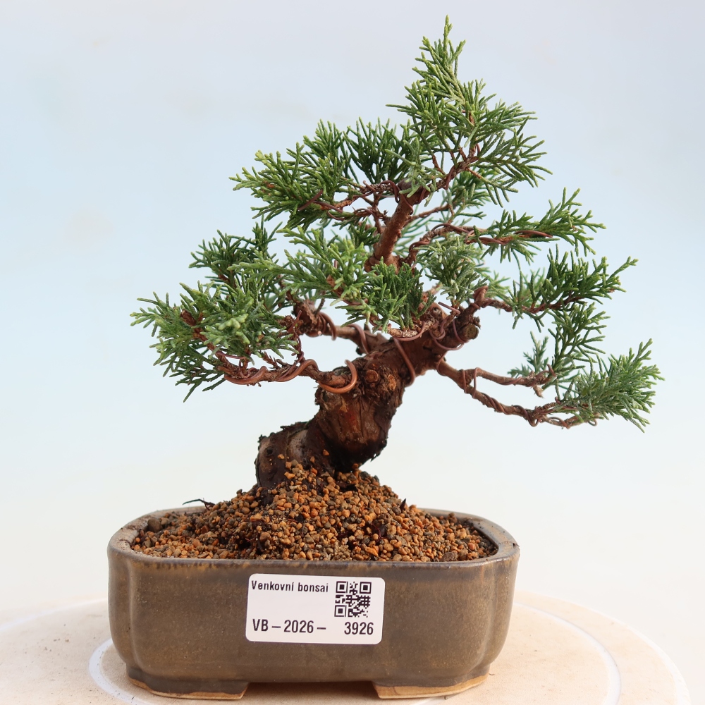 Bonsai da esterno - Juniperus chinensis Itoigawa