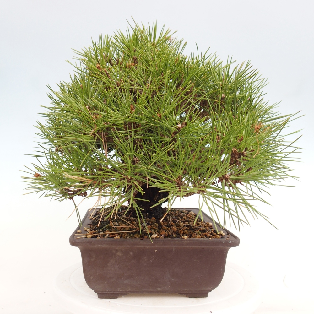 Bonsai da esterno - Pinus thunbergii - Pino di Thunberg