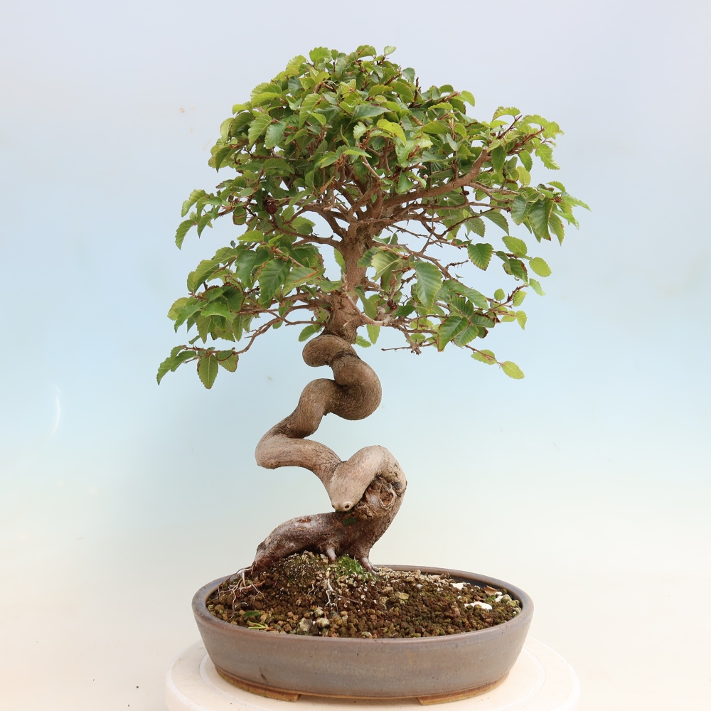 Bonsai da esterno -Carpinus CARPINOIDES - Carpino coreano