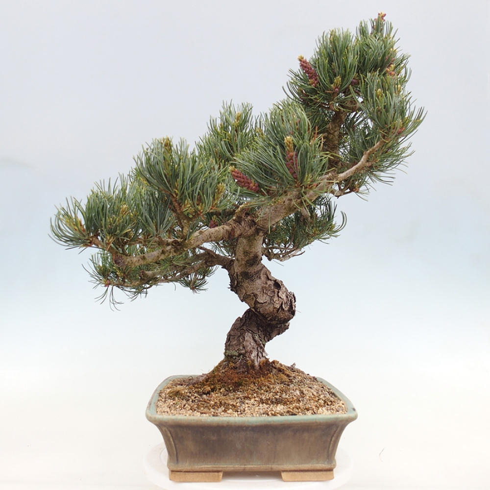 Bonsai da esterno - Pinus parviflora - Pinus parviflora