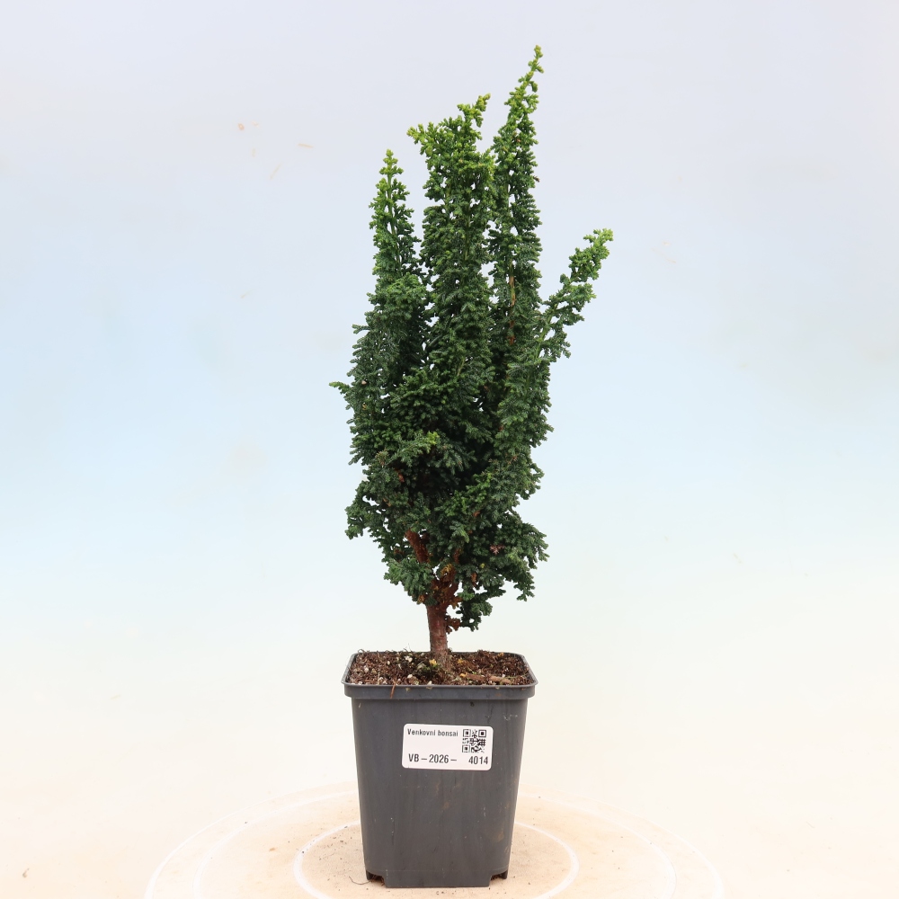 Bonsai da esterno - Cham. obtusa SEKKA HINOKI - Cipresso