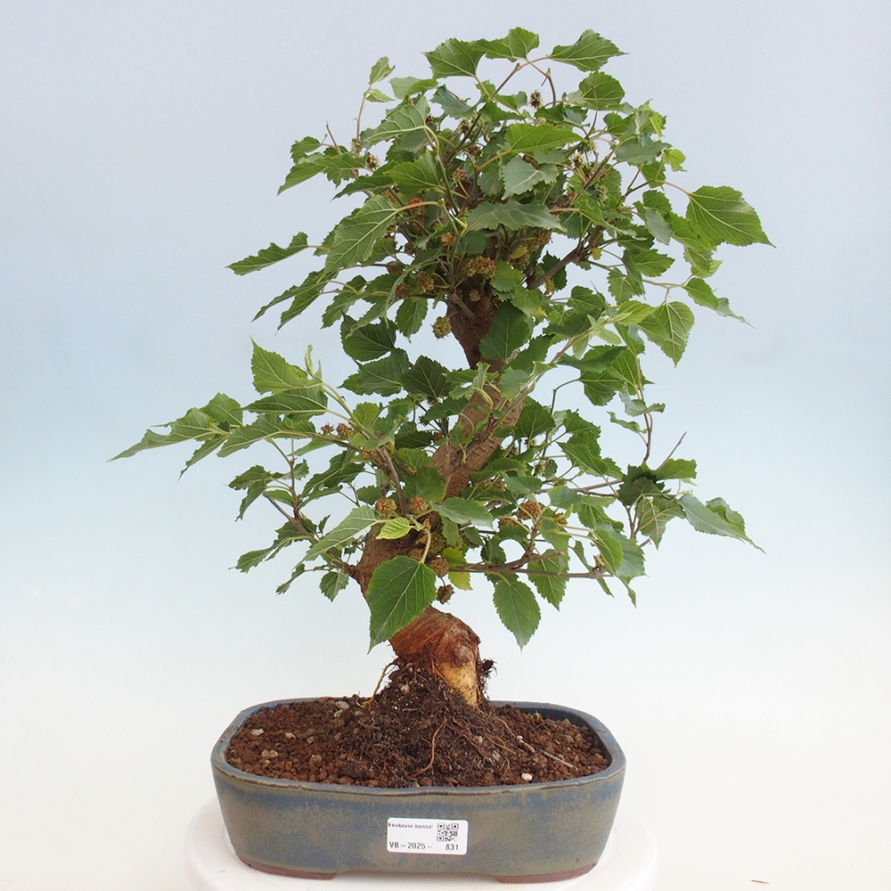 Bonsai da esterno -Morus alba - gelso