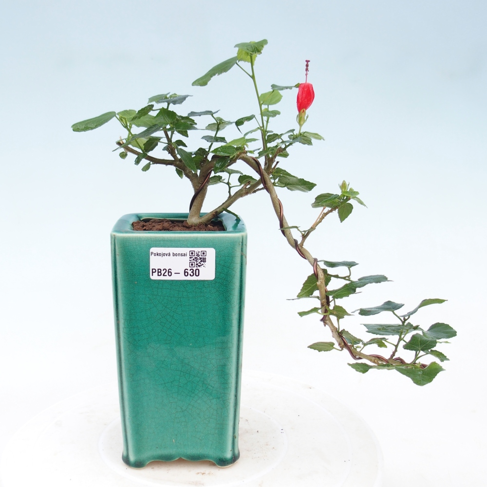 Bonsai da interno - Malvaviscus arboreus