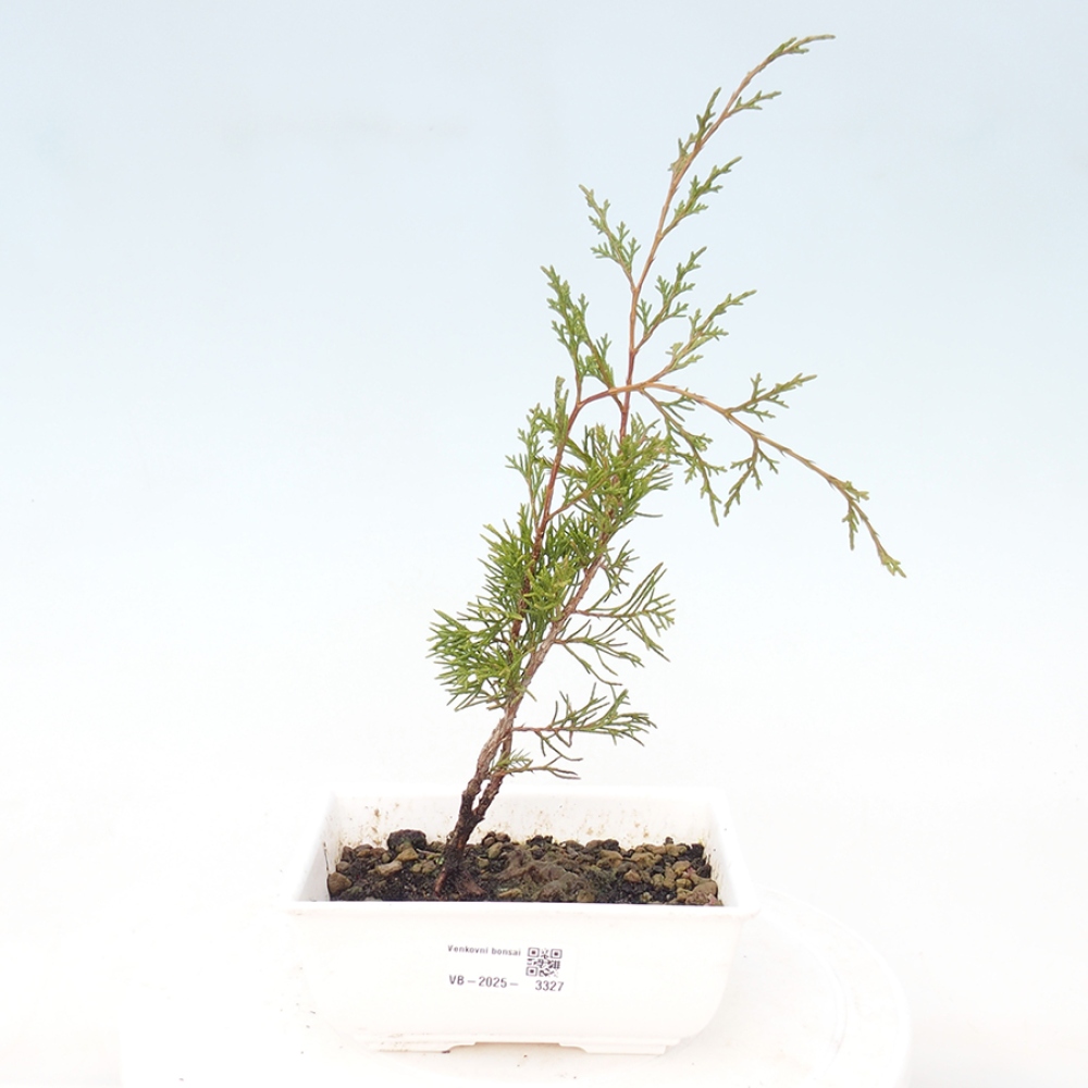 Bonsai da esterno - Juniperus chinensis Itoigawa