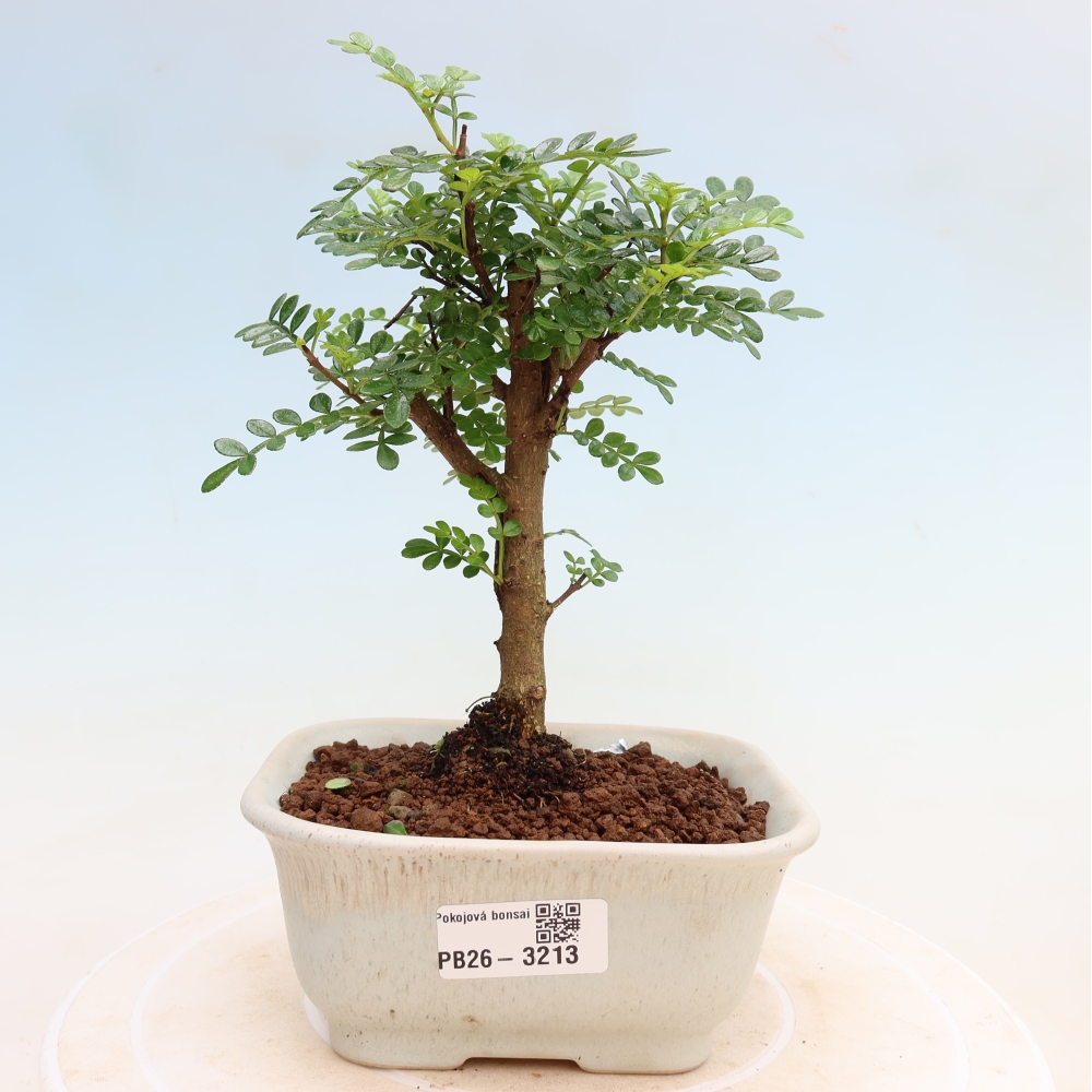 Camera bonsai - Zantoxylum piperitum - albero del pepe