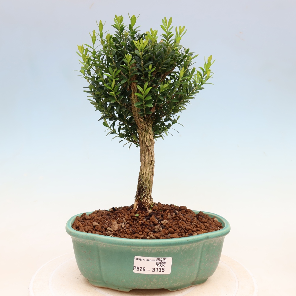 Camera bonsai - Buxus harlandii - buxus da sughero