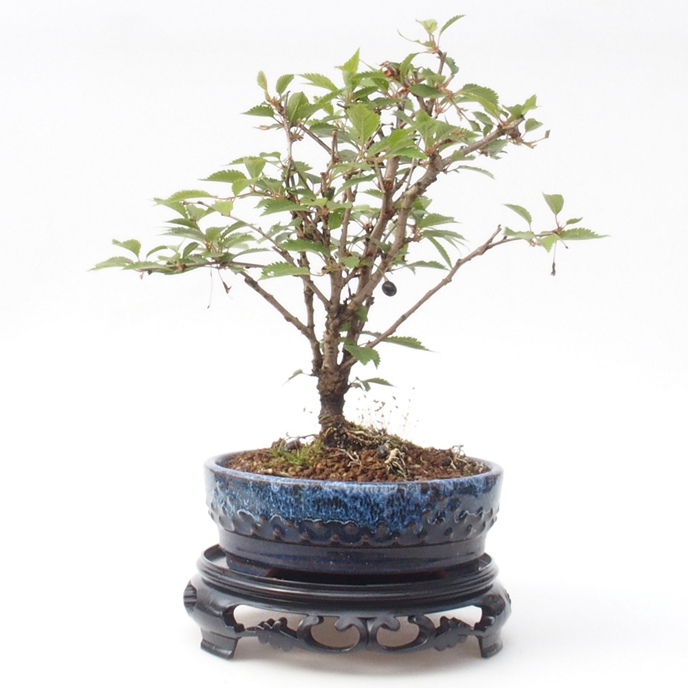 Tavolo per bonsai in plastica rotondo 17,5 x 17,5 x 4 cm, colore nero