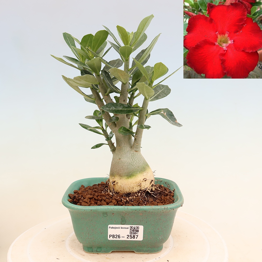 Bonsai da interno - Adenium obesum Red Star - Rosa del deserto
