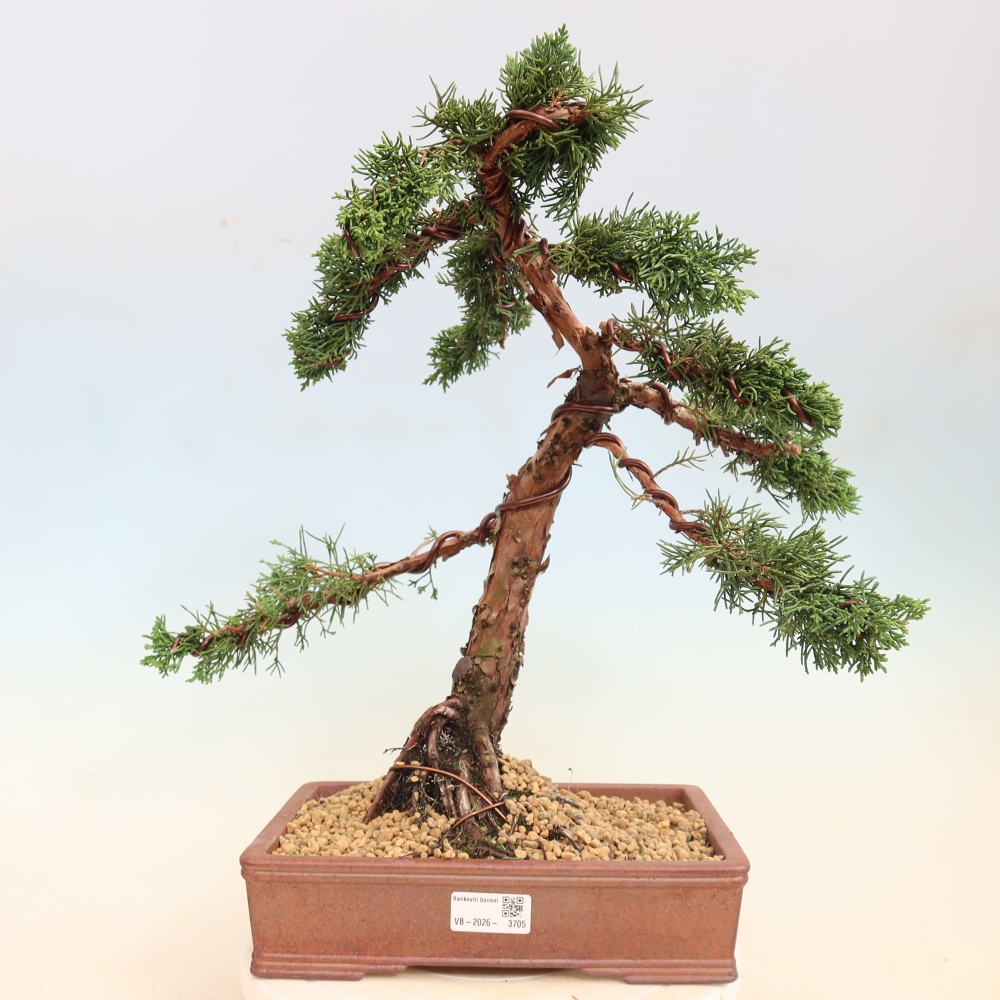 Bonsai da esterno - Juniperus chinensis Kishu