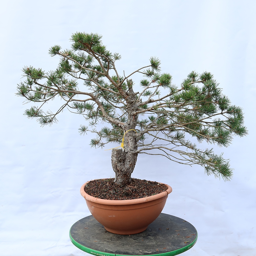 Pinus sylvestris Spagna - pino silvestre