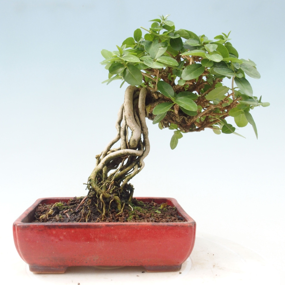 Bonsai da interno - Premna serratifolia - Kozlovna malolista