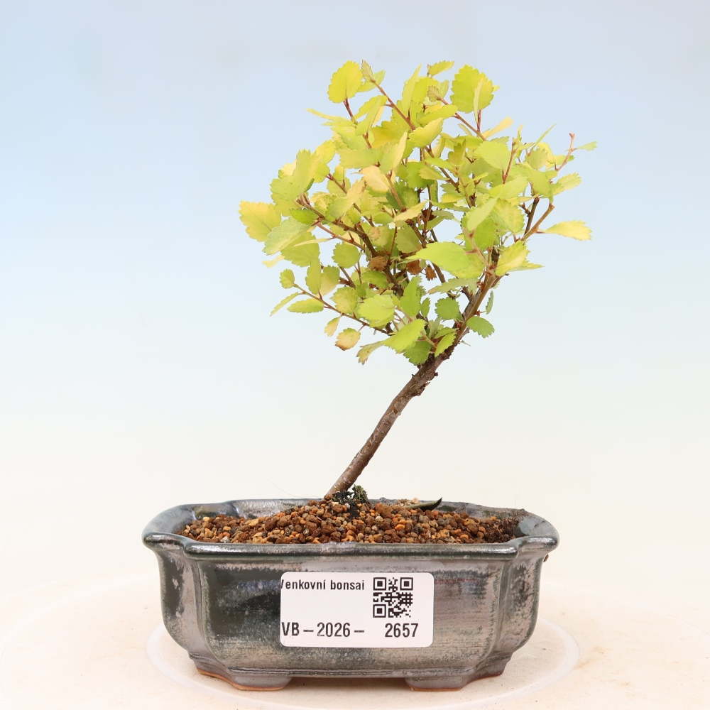 Bonsai da esterno - betulla nana - Betula NANA Golden Treasure