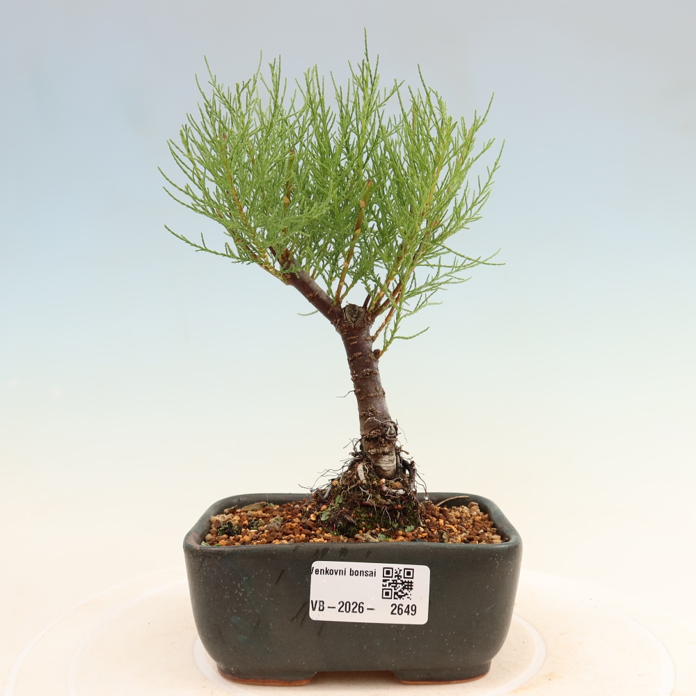 Bonsai da esterno - Tamarisco - Tamarix
