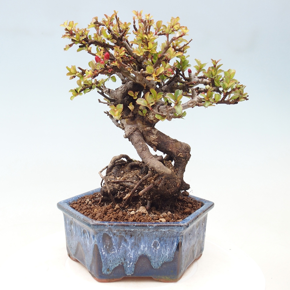 Bonsai da esterno - Chaneomeles speciosa - Cotogno
