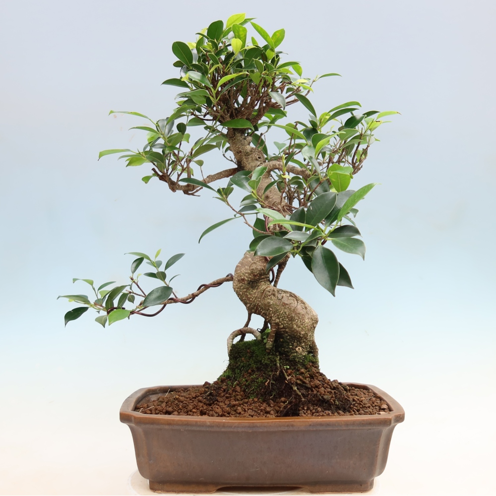 Camera bonsai - Ficus kimmen - ficus a foglie piccole