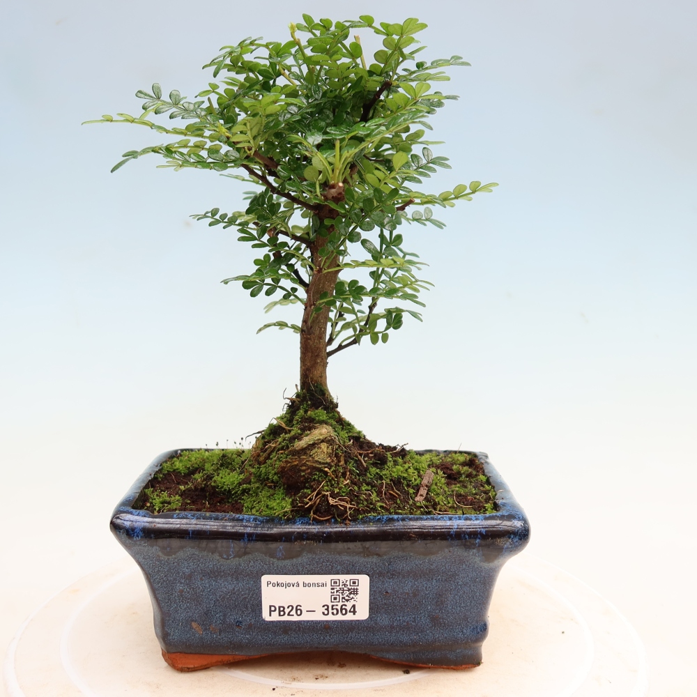 Camera bonsai - Zantoxylum piperitum - albero del pepe