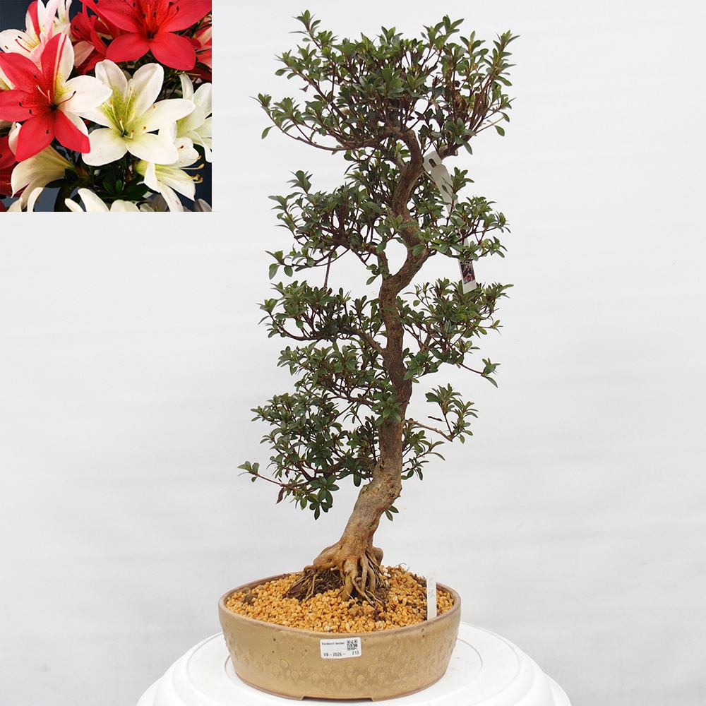 Bonsai da esterno - Azalea giapponese - Azalea Hanatsuzuri