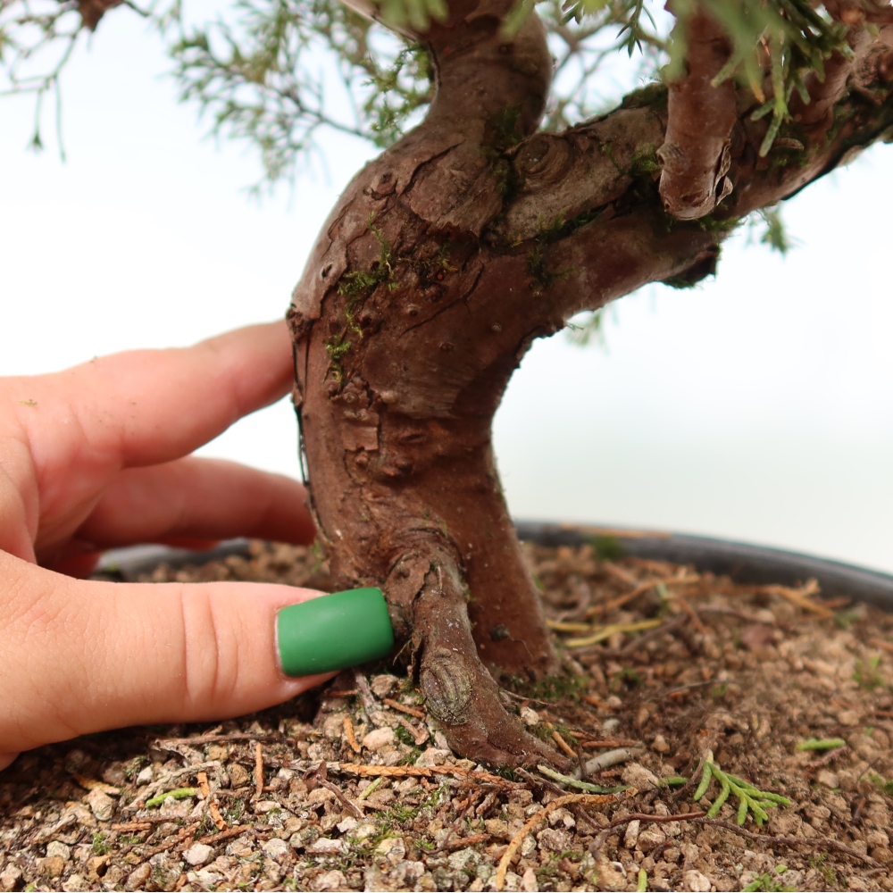 Bonsai da esterno - Juniperus chinensis Itoigawa-Juniperus chinensis