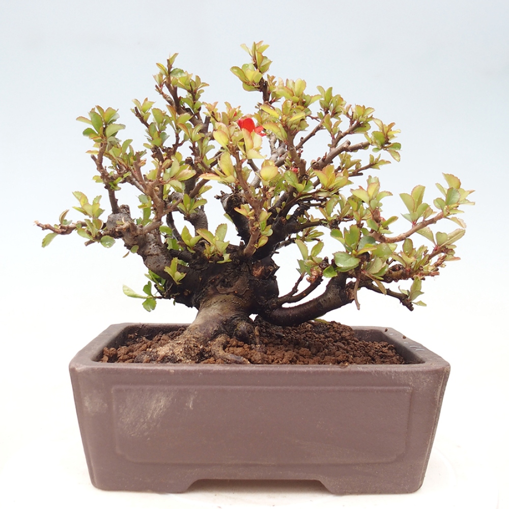 Bonsai da esterno - Chaneomeles speciosa - Cotogno