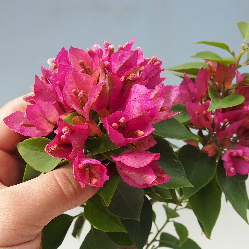 Camera bonsai - Bouganwilea