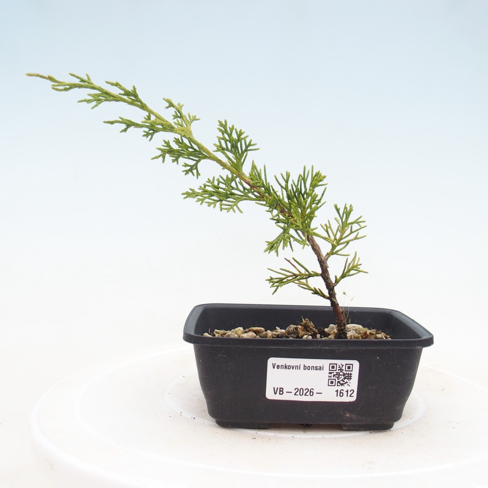 Bonsai da esterno - Juniperus chinensis Itoigawa