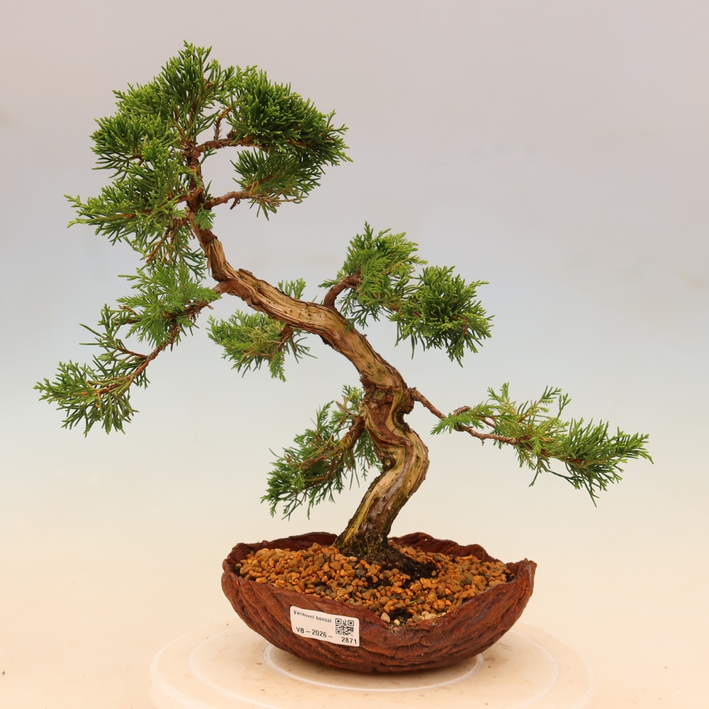 Bonsai da esterno - Juniperus chinensis Itoigawa