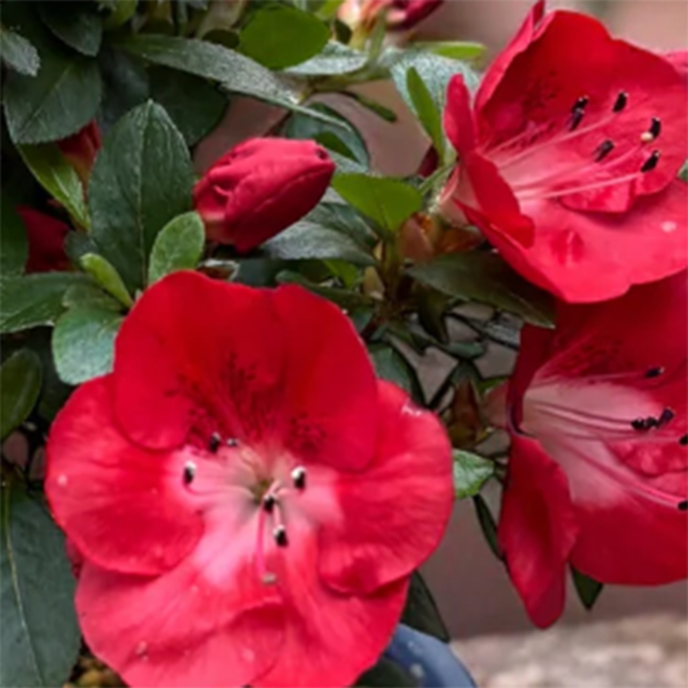 Bonsai da esterno - Azalea giapponese - Azalea Benibeni