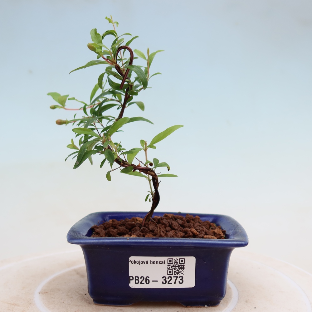 Camera bonsai-PUNICA granatum nana-Mela granata