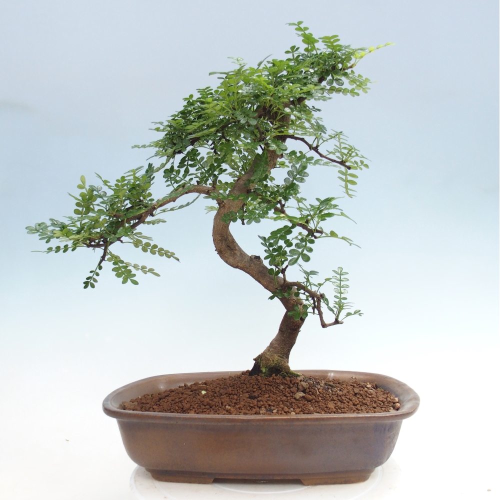 Camera bonsai - Zantoxylum piperitum - albero del pepe
