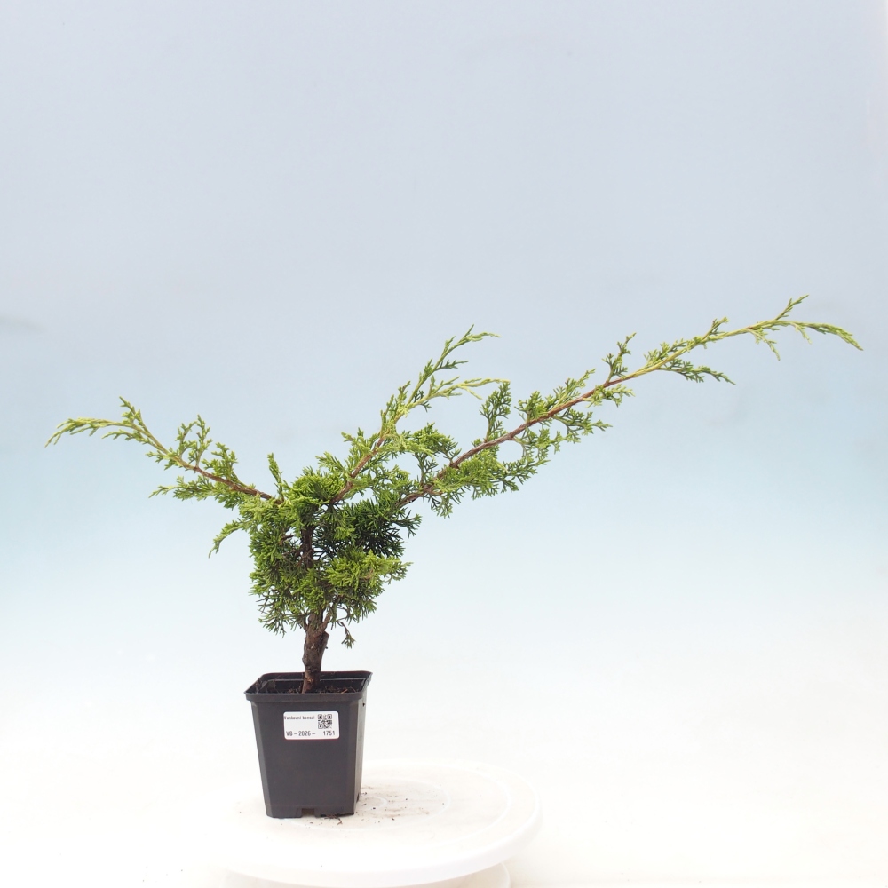 Bonsai da esterno - Juniperus chinensis Itoigawa