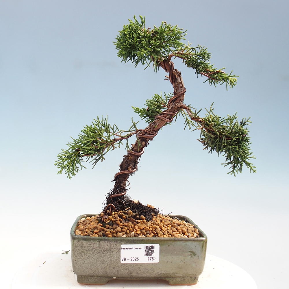 Bonsai da esterno - Juniperus chinensis Kishu