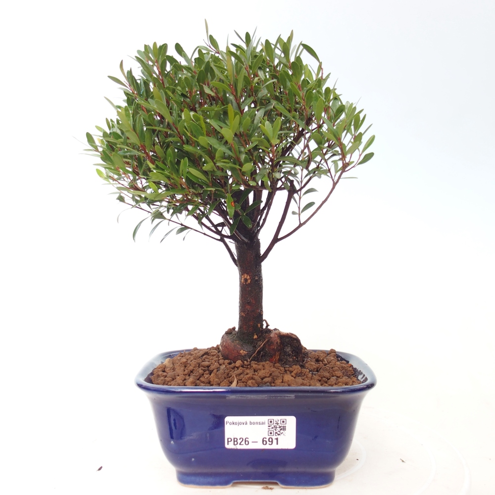 Camera bonsai - Syzygium - Pimento