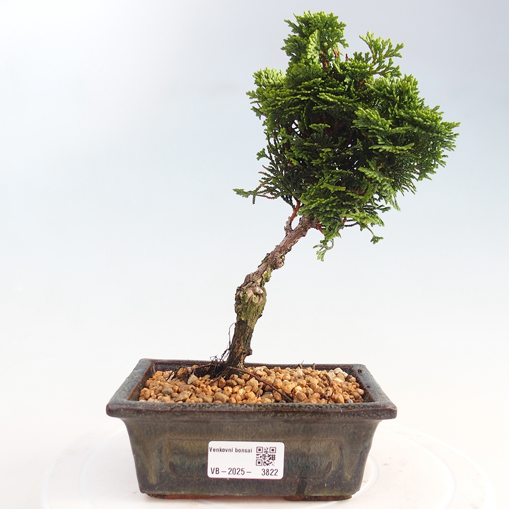 Bonsai da esterno - Cham.pis obtusa Nana Gracilis - Cipresso