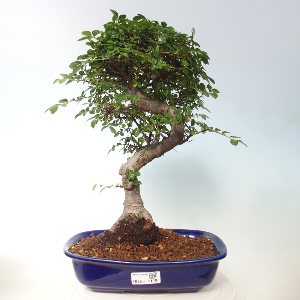 Camera bonsai - Ulmus parvifolia - Olmo a foglie piccole