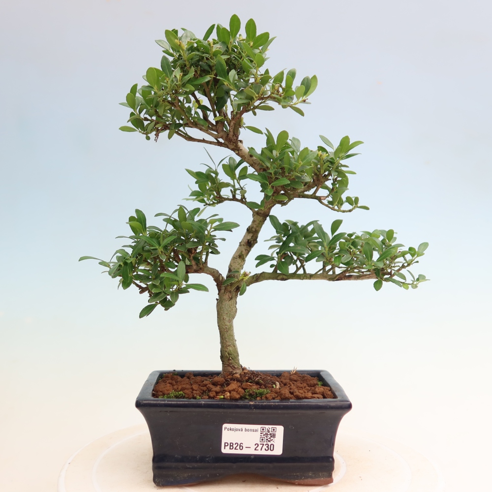 Camera bonsai - Ilex crenata - Agrifoglio