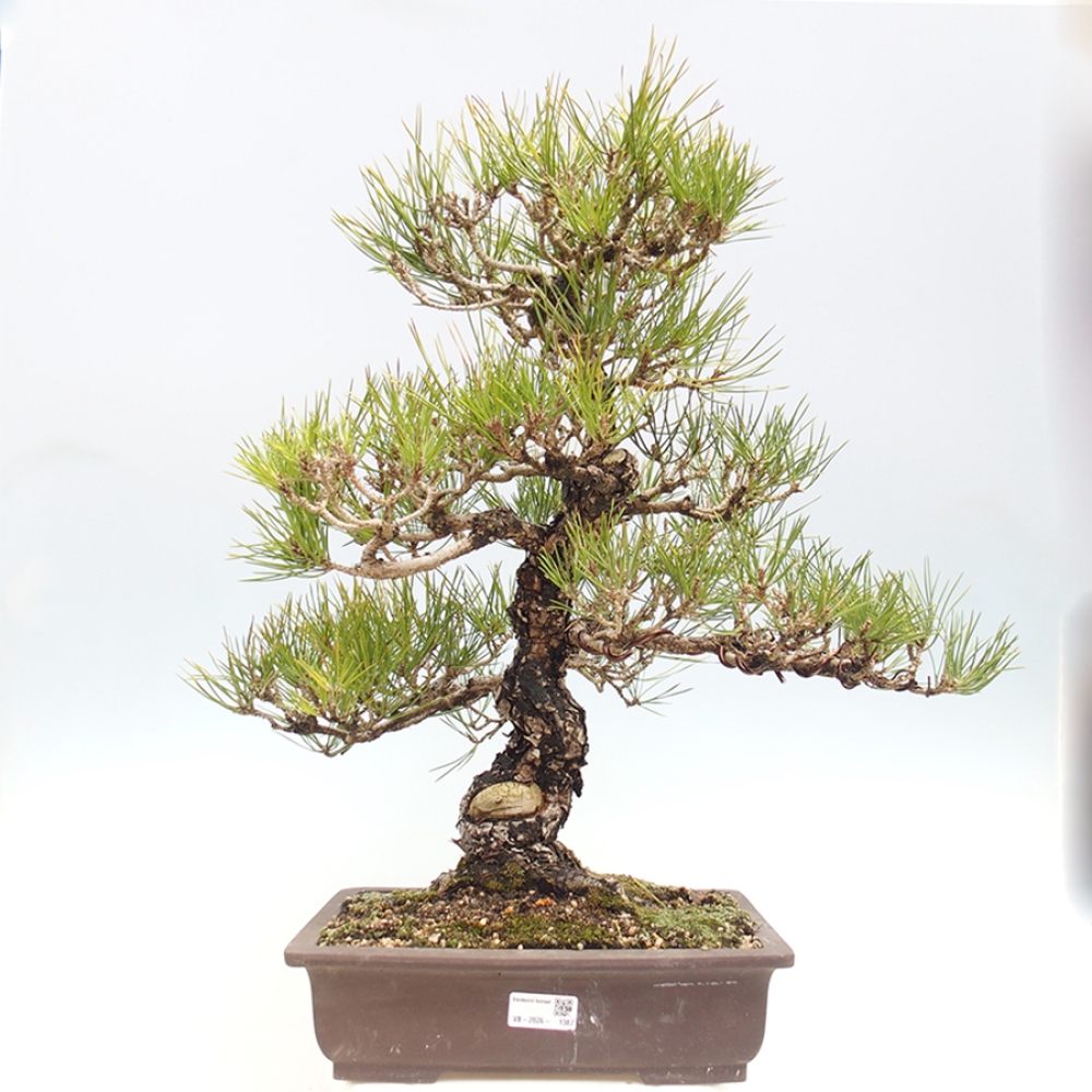 Bonsai da esterno - Pinus thunbergii - Pino di Thunberg