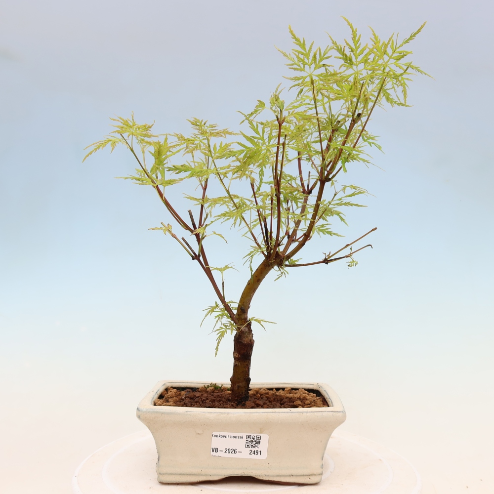 Bonsai da esterno - Acer palmatum Dissectum