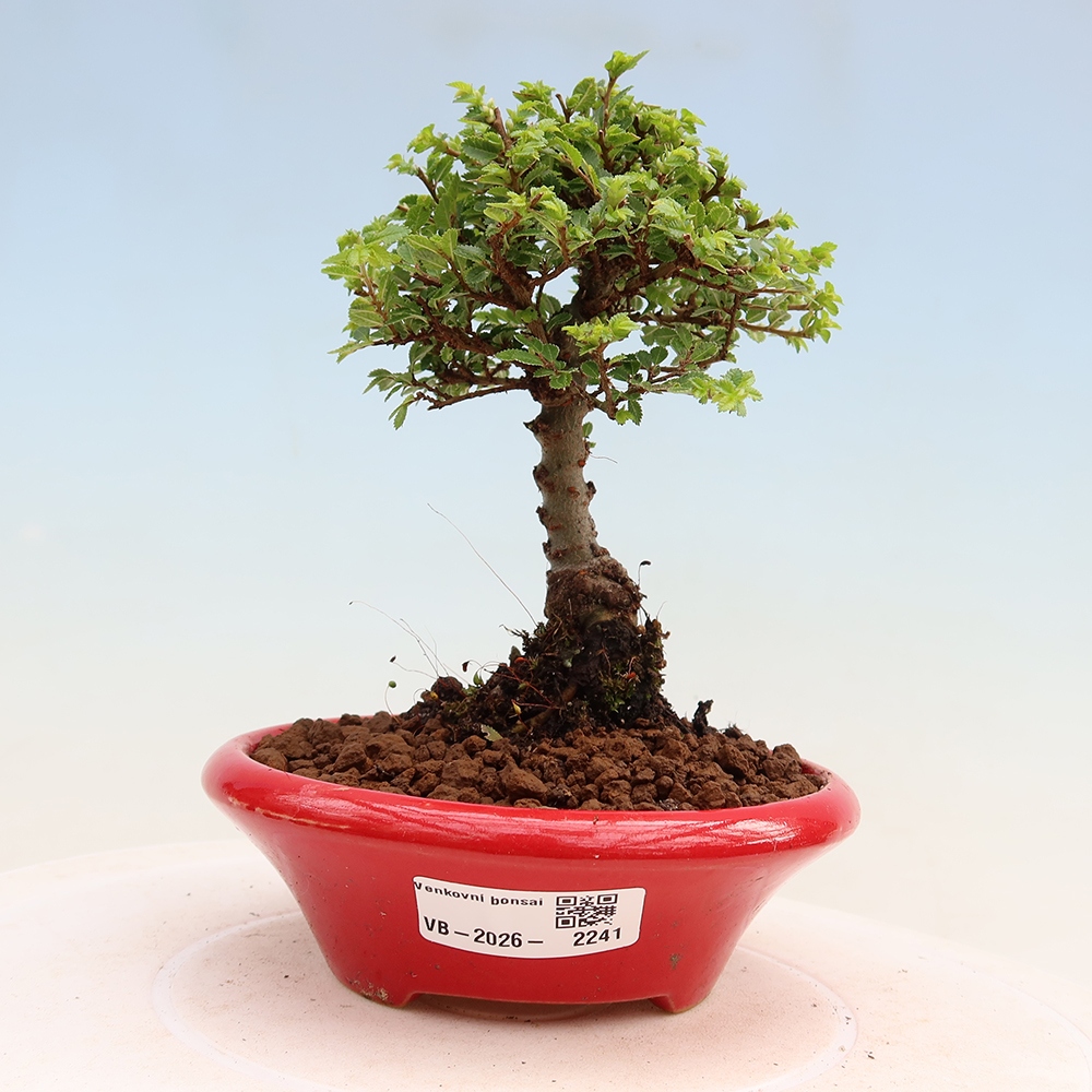Bonsai da esterno - Ulmus parvifolia Sagei - Olmo a foglie piccole