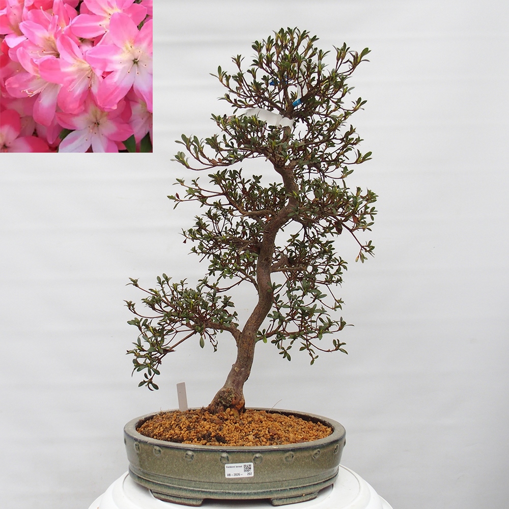 Bonsai da esterno - Azalea giapponese - Azalea Akari