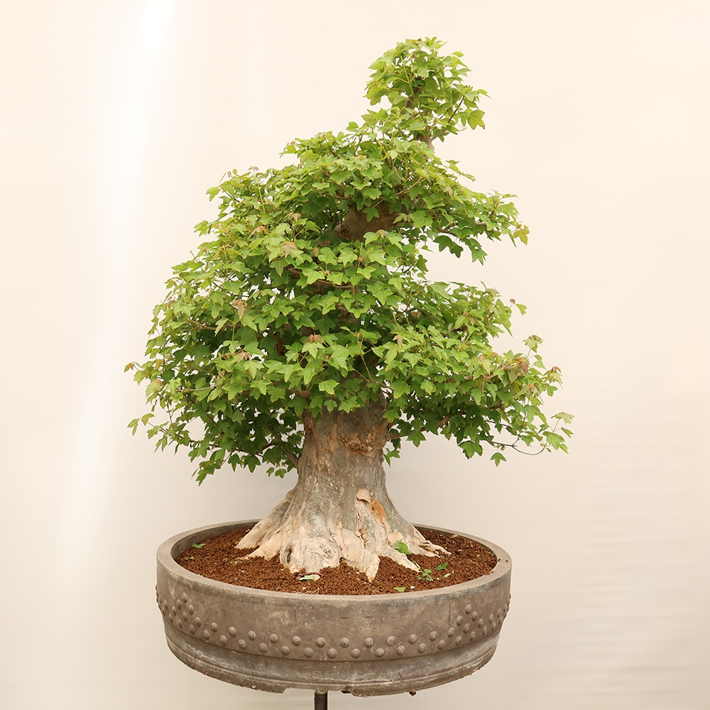 Bonsai da esterno - Acero Burger - Acer Burgerianum