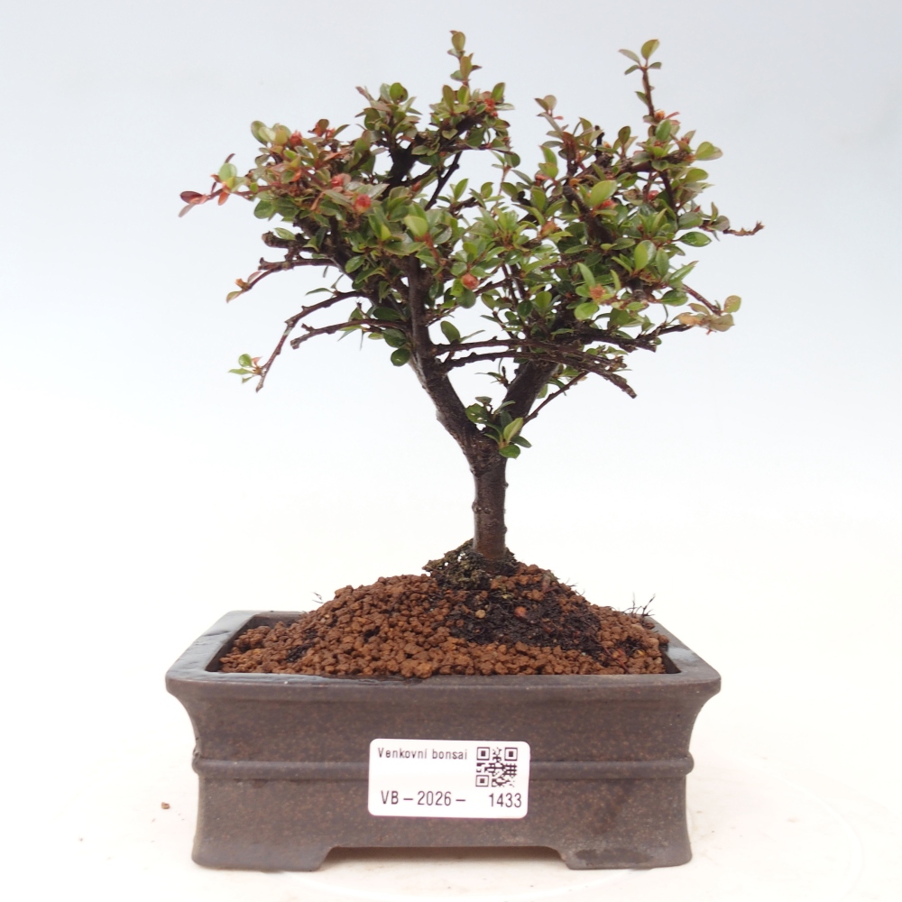 Bonsai da esterno - Cotoneaster horizontalis - Montagna rocciosa