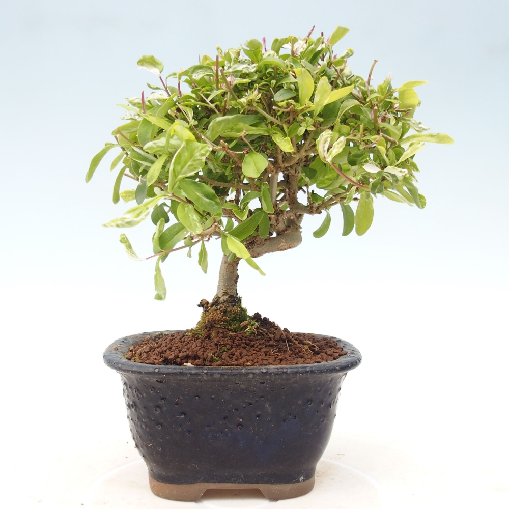 Bonsai da esterno - Ligustrum obtusifolium