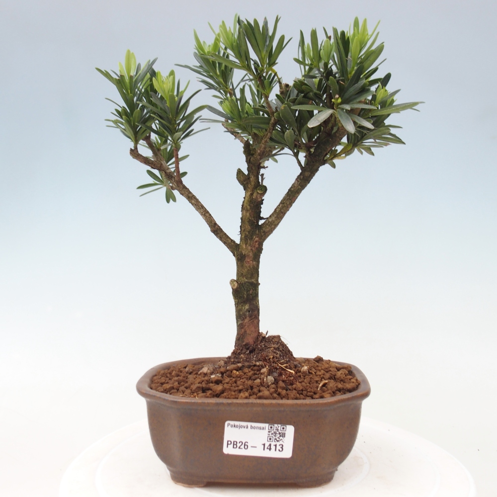 Camera bonsai - Podocarpus - Tasso delle pietre