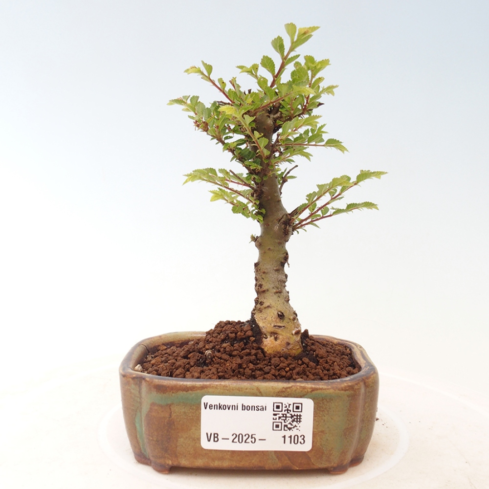 Bonsai da esterno - Ulmus parvifolia Sagei - Olmo a foglie piccole