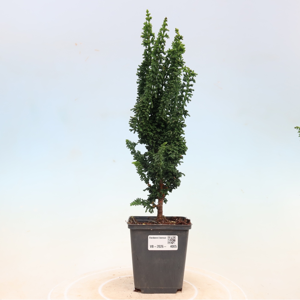 Bonsai da esterno - Cham. obtusa SEKKA HINOKI - Cipresso